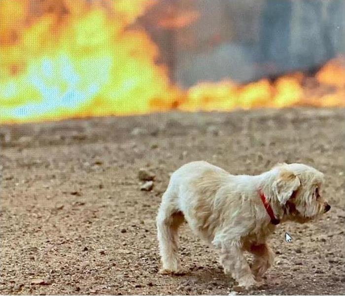 A dog with fire in background